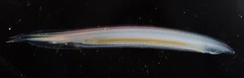 Media type: image;   Invertebrate Zoology 74259